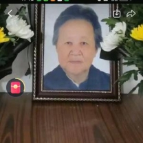 ecmo人工肺